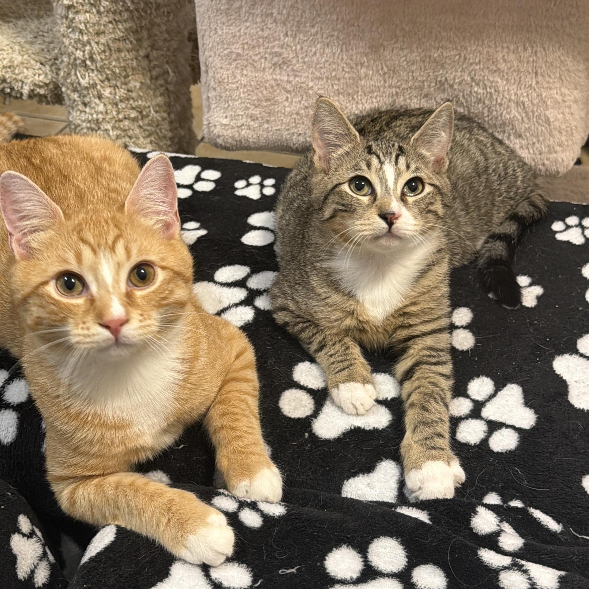 CAPTAIN JACK aka JACK, an adopted Domestic Short Hair in Hamilton, NJ image 2/5