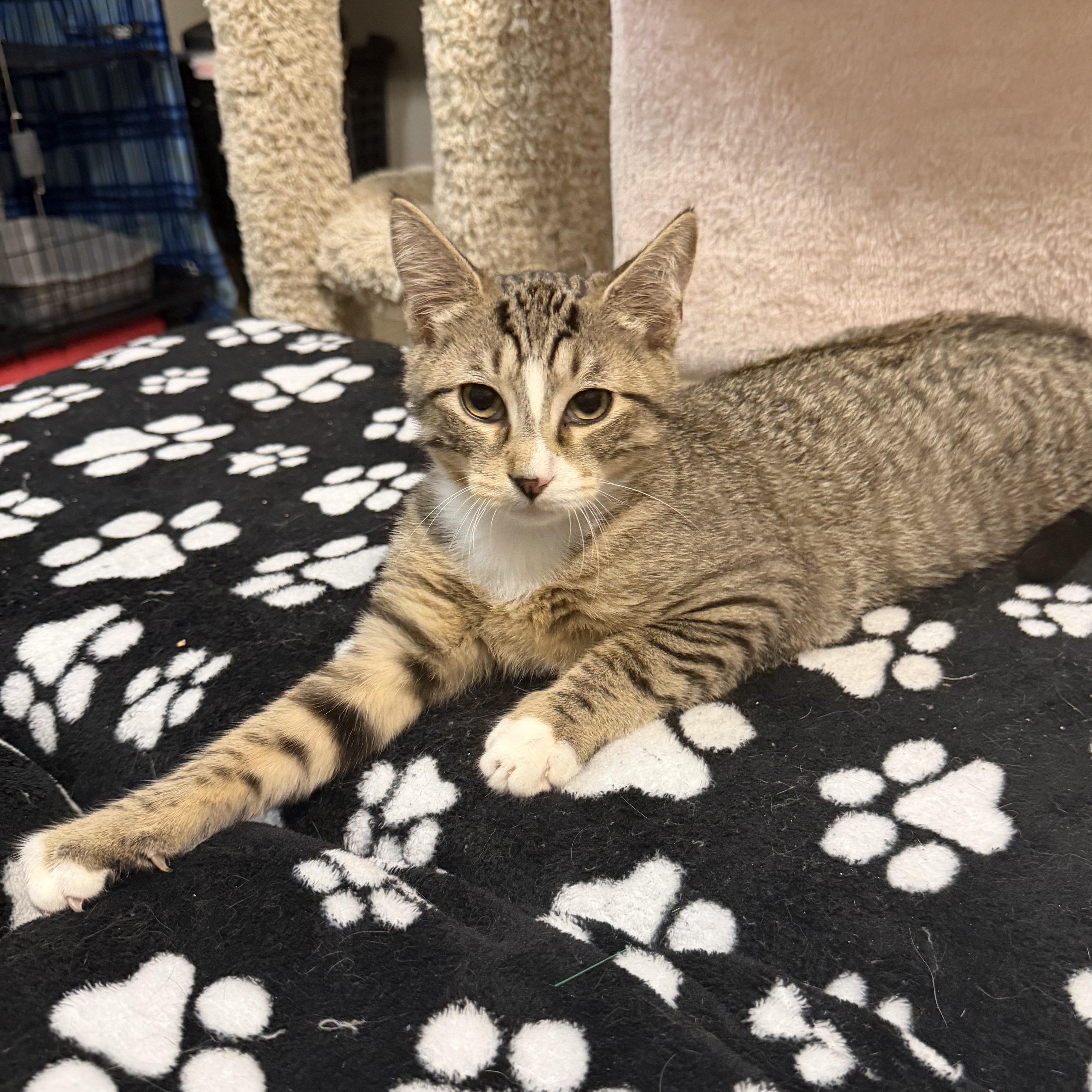 CAPTAIN JACK aka JACK, an adopted Domestic Short Hair in Hamilton, NJ image 4/5