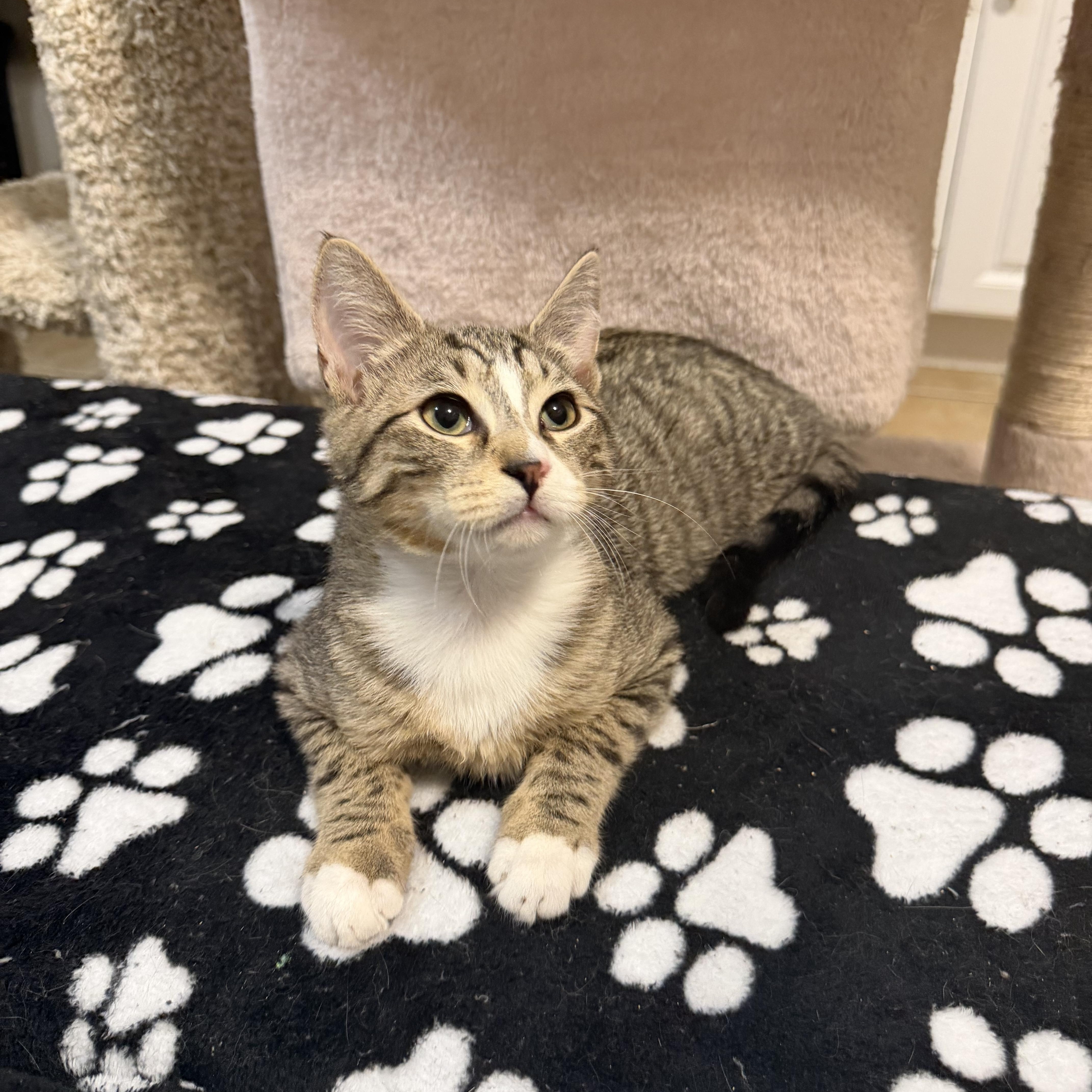 CAPTAIN JACK, Adoptable, Kitten Male Domestic Short Hair.