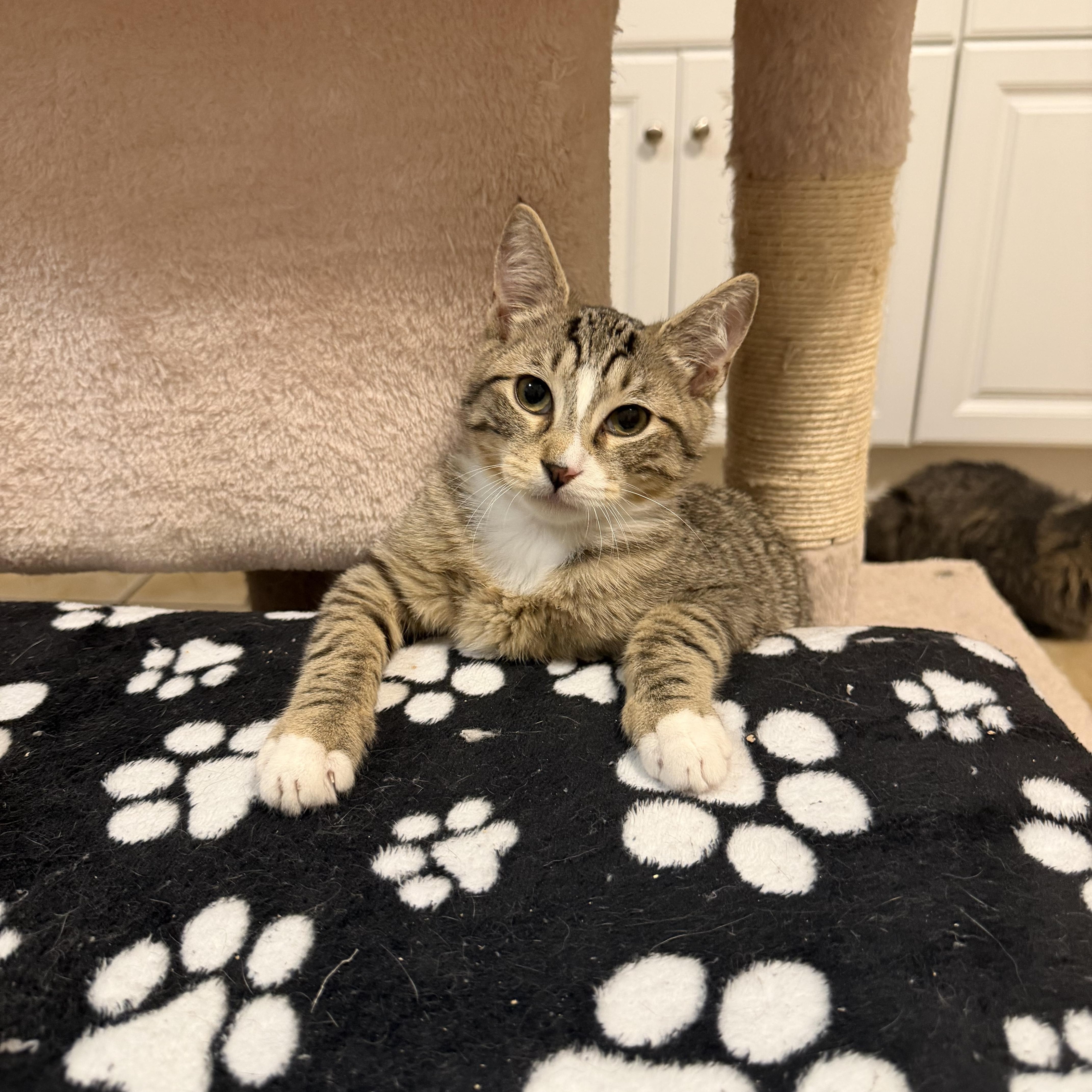 CAPTAIN JACK aka JACK, an adopted Domestic Short Hair in Hamilton, NJ image 3/5