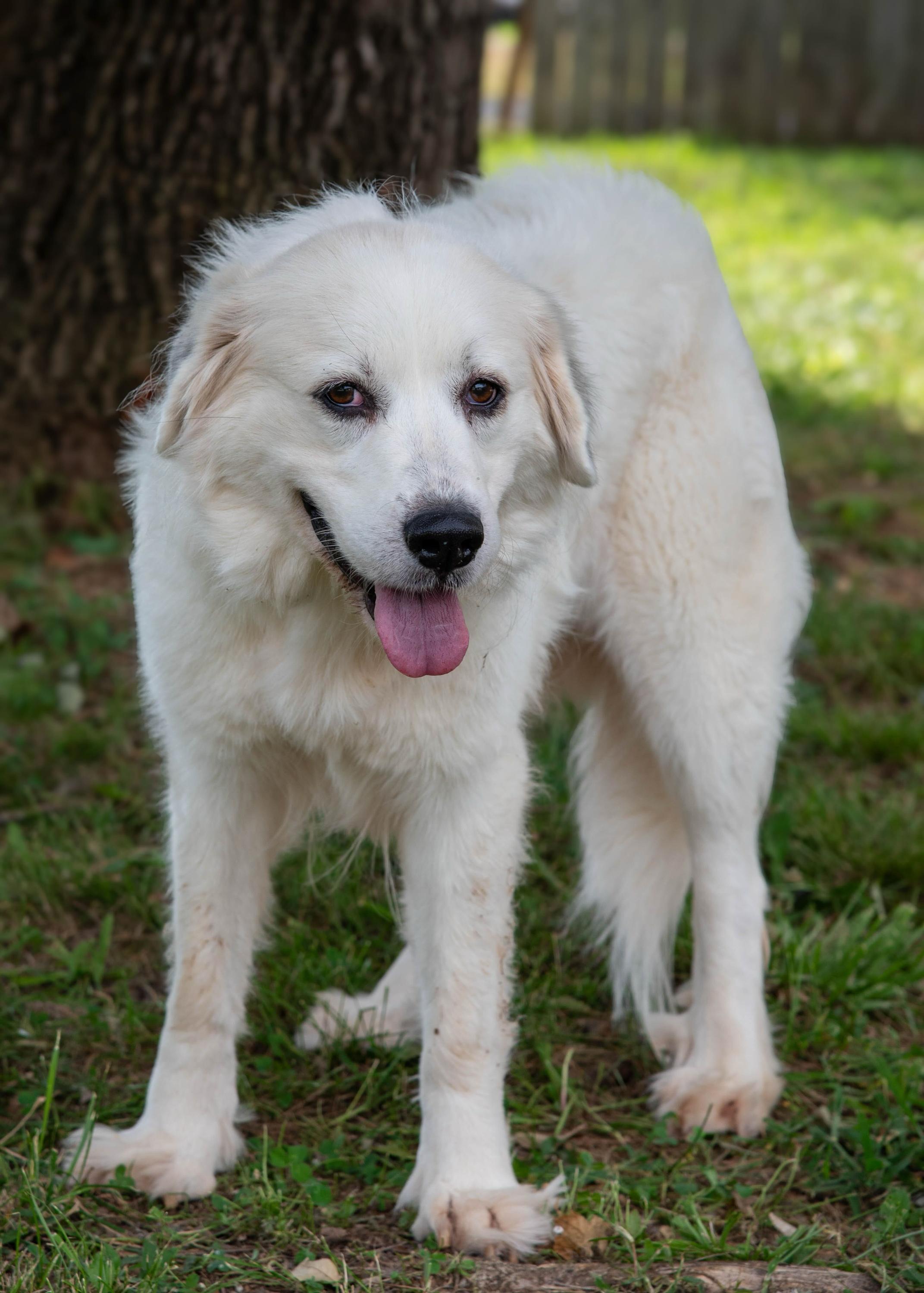 Dog for adoption Kettle, a Great Pyrenees in DuPont, PA Petfinder