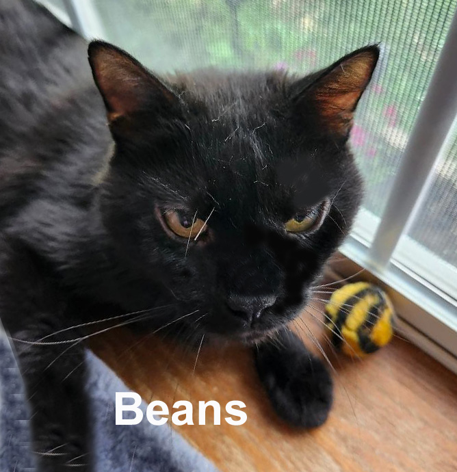 Beans New.  (gentle & quiet senior kitty; needs to be an only kitty), Adoptable, Adult Male Domestic Short Hair.