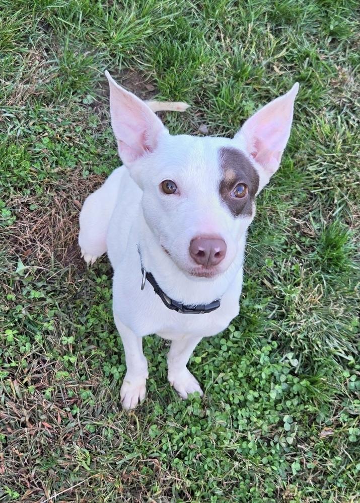 Marie, Adoptable, Puppy Female Feist & Whippet.