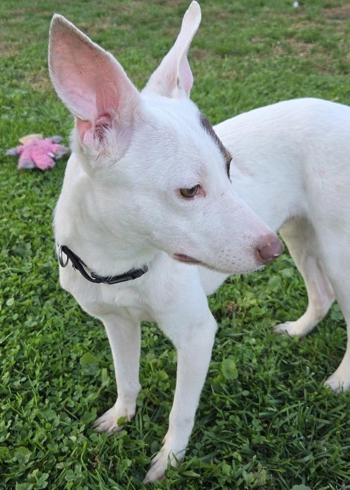 Enlarge Marie, a Adoptable mixed breed in Pottstown, PA image 3/6