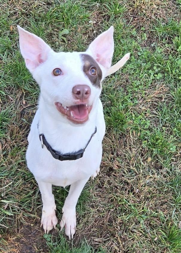Enlarge Marie, a Adoptable mixed breed in Pottstown, PA image 6/6