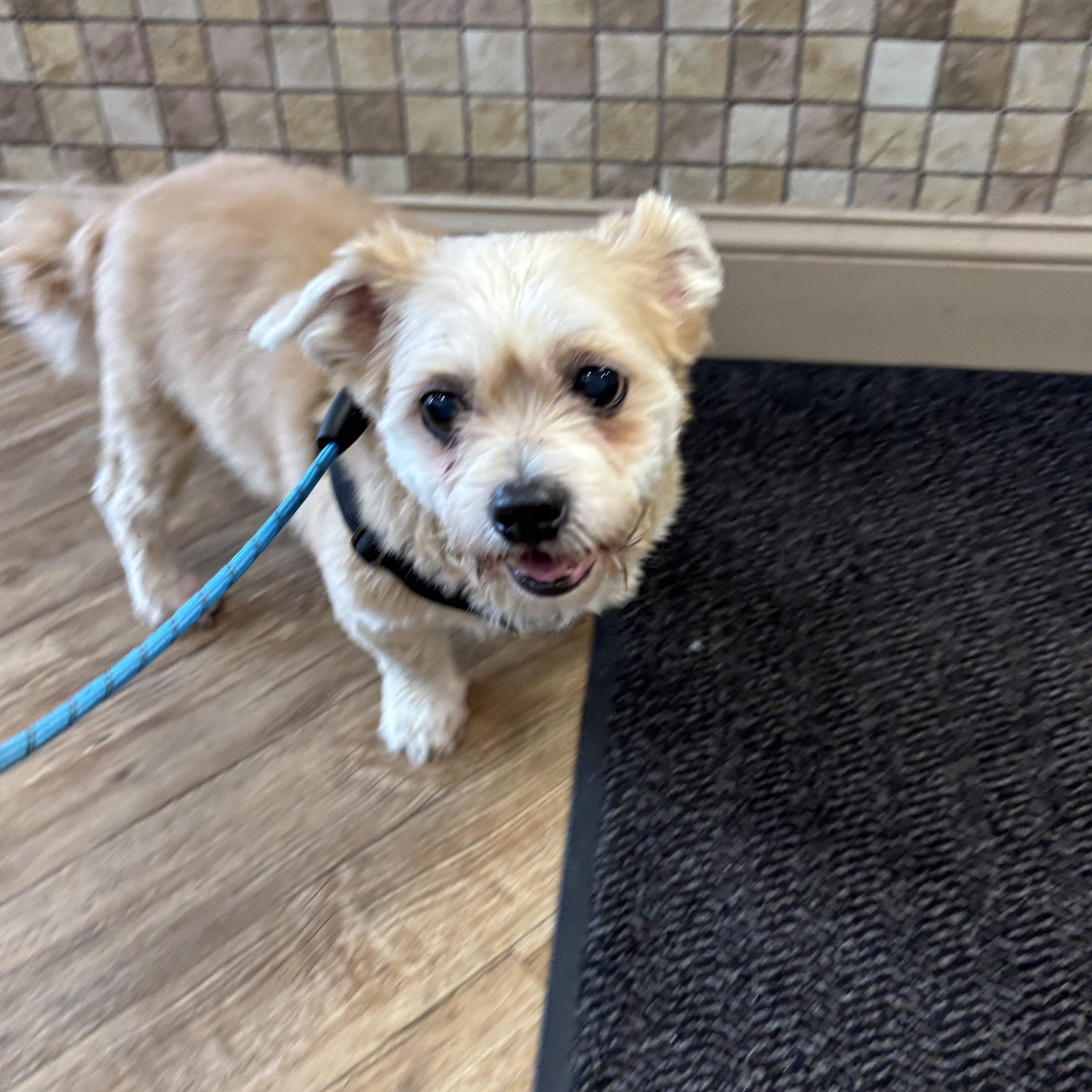 Enlarge Lucky, a Adoptable mixed breed in Stamford, CT image 5/5