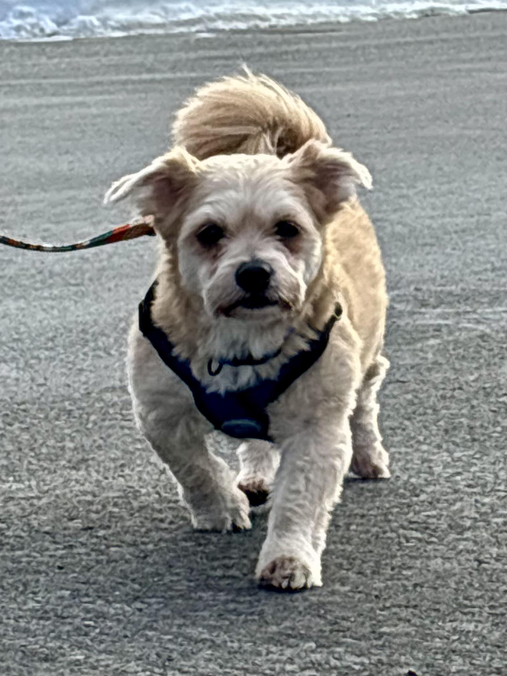 Enlarge Lucky, a Adoptable mixed breed in Stamford, CT image 1/5