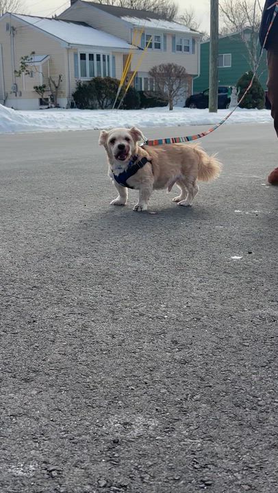 Enlarge Lucky, a Adoptable mixed breed in Stamford, CT video 2/5