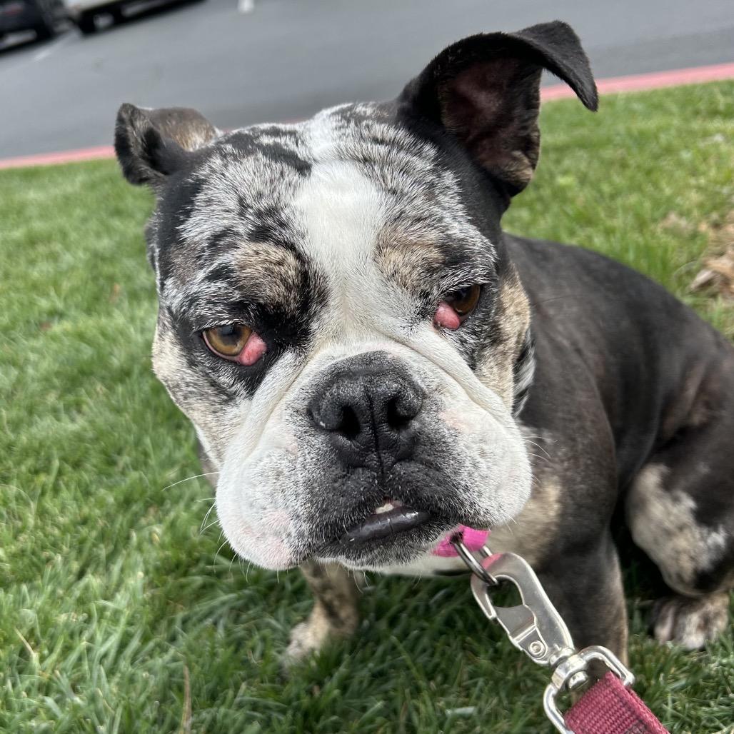 Enlarge Marla, a Adoptable English Bulldog in Long Beach, CA image 2/6