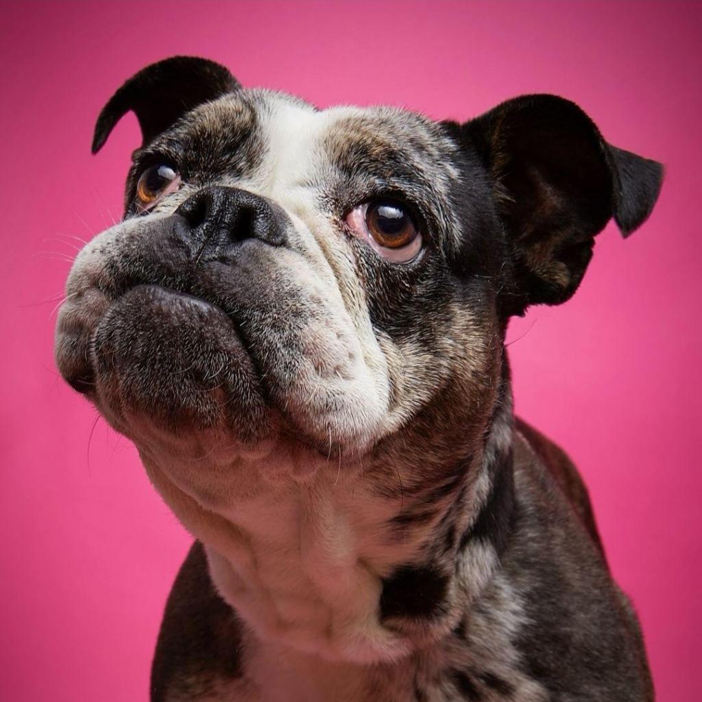 Enlarge Marla, a Adoptable English Bulldog in Long Beach, CA image 5/6