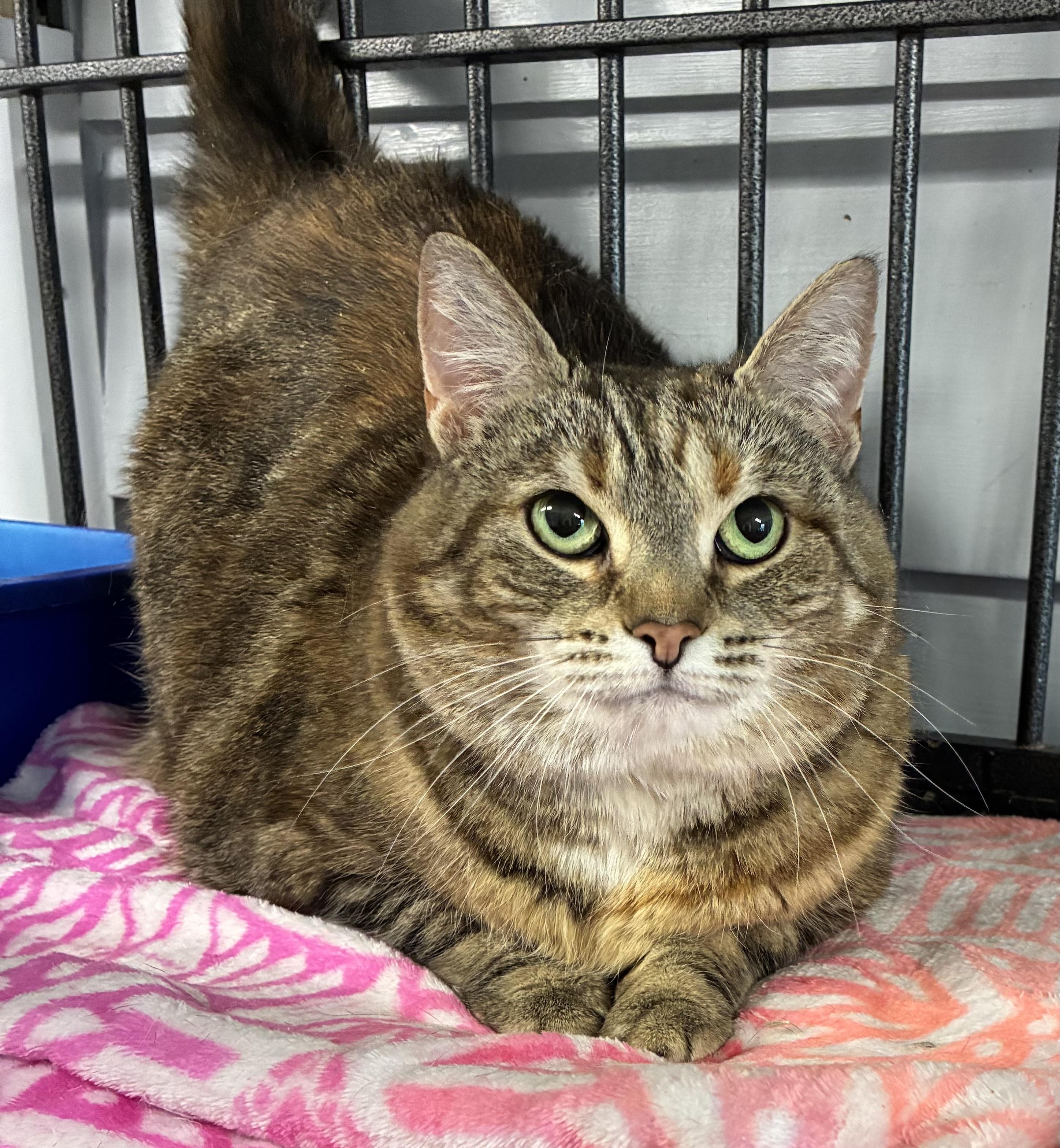Dairy Queen, Adult Female Domestic Short Hair