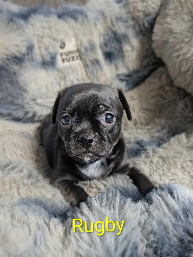 Rugby, Adoptable, Puppy Female Chihuahua.