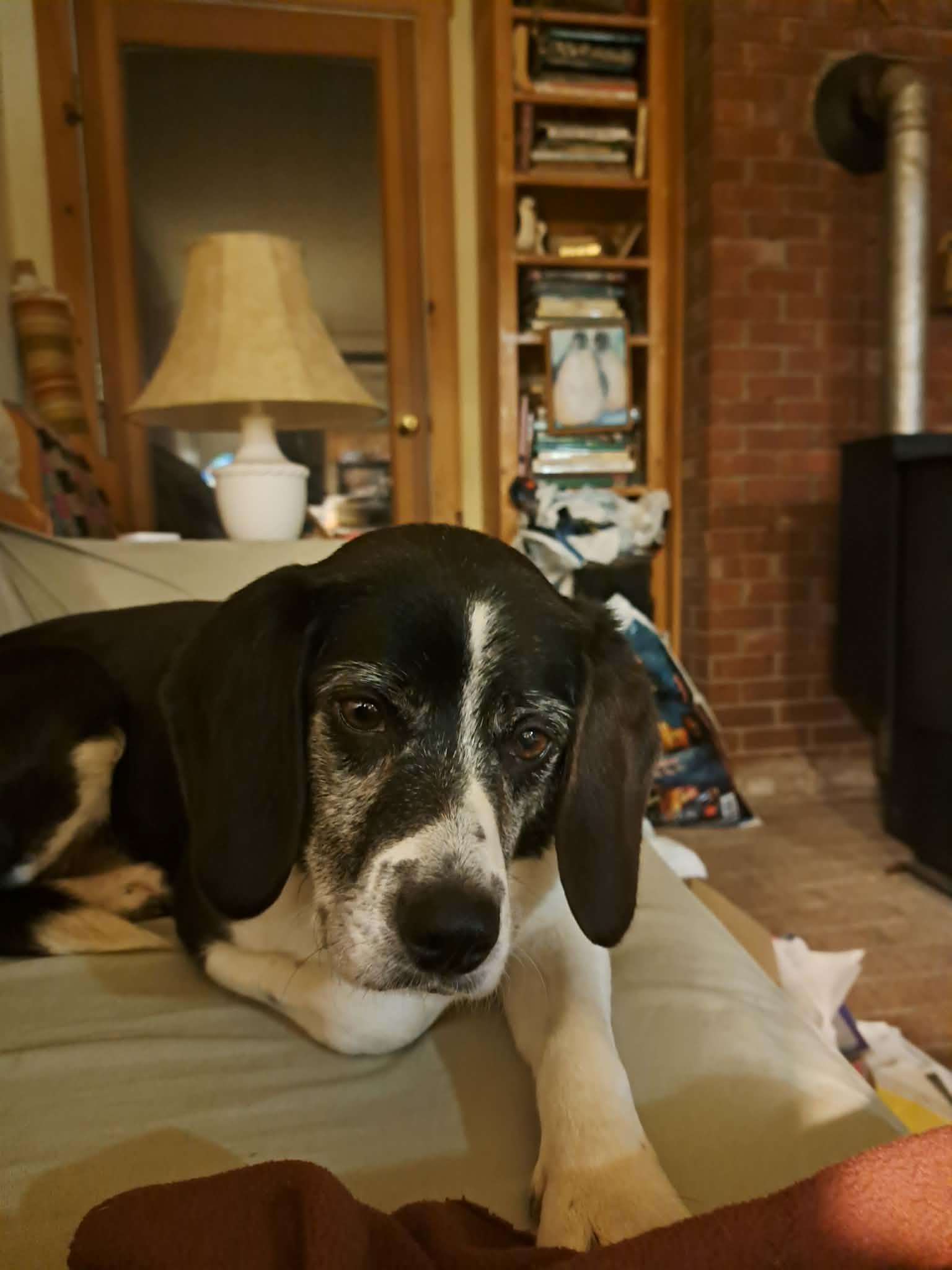 Nymeria, Adoptable, Adult Female Beagle & Border Collie.