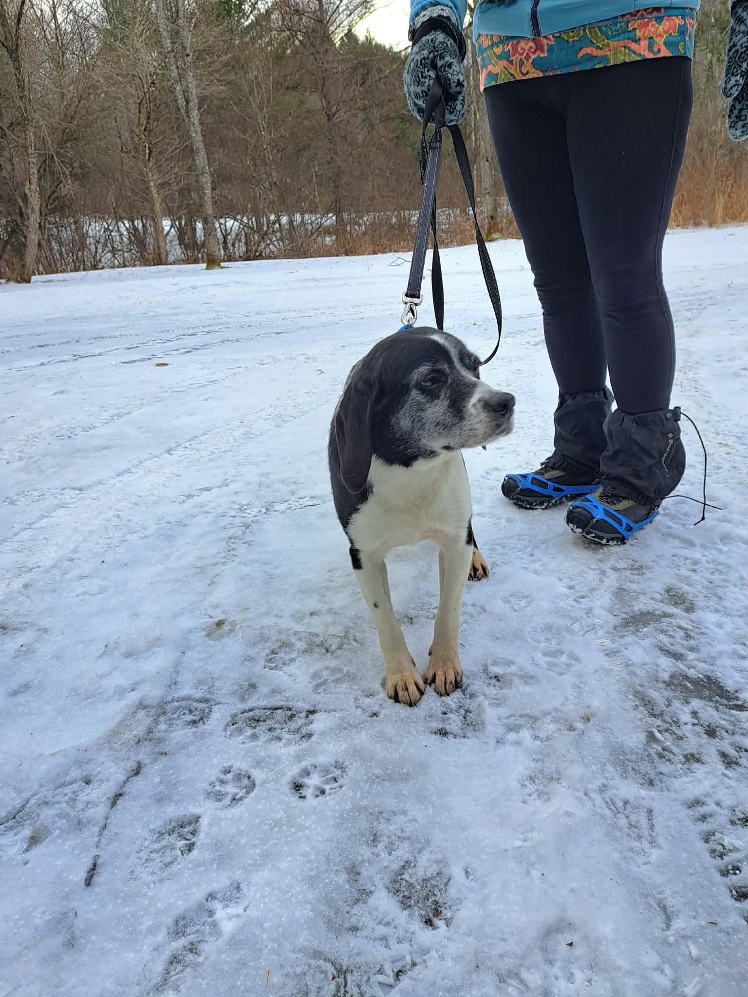 Enlarge Nymeria, a Adoptable mixed breed in Glover, VT image 3/4