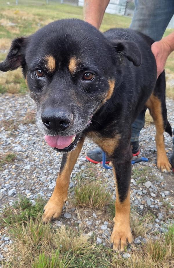 Enlarge Jake, a Adoptable mixed breed in Cleveland, TN image 1/4