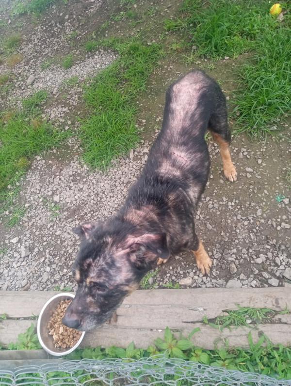 Enlarge Jake, a Adoptable mixed breed in Cleveland, TN image 2/4