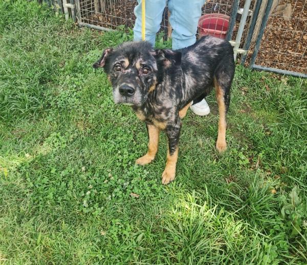 Enlarge Jake, a Adoptable mixed breed in Cleveland, TN image 3/4