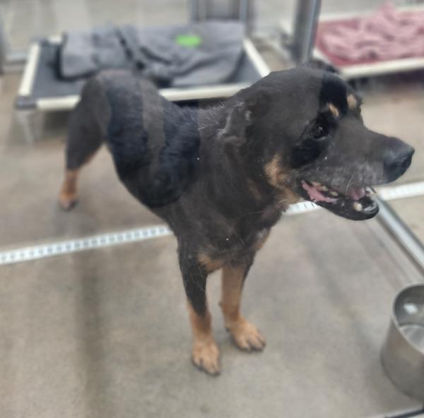 Enlarge Jake, a Adoptable mixed breed in Cleveland, TN image 4/4