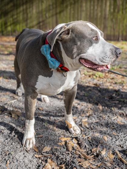 Boss, Adoptable, Adult Male American Bulldog & Mixed Breed.