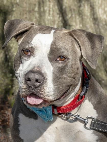 Enlarge Boss, a Adoptable mixed breed in Savannah, GA image 2/3