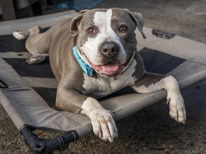 Enlarge Boss, a Adoptable mixed breed in Savannah, GA image 3/3