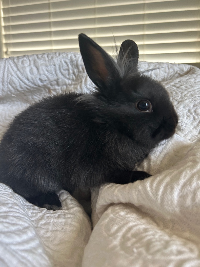 Bubbles, Adopted, Baby Female Lionhead.