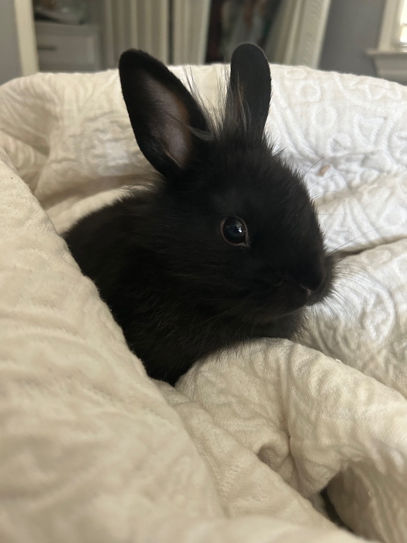 Bubbles, a Adopted Lionhead in Ripon, CA image 2/5