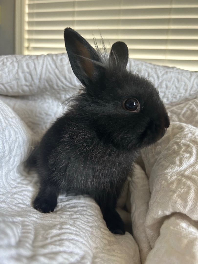 Bubbles, a Adopted Lionhead in Ripon, CA image 3/5