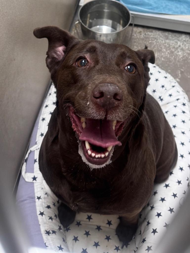 Ellie, Adoptable, Adult Female Labrador Retriever.