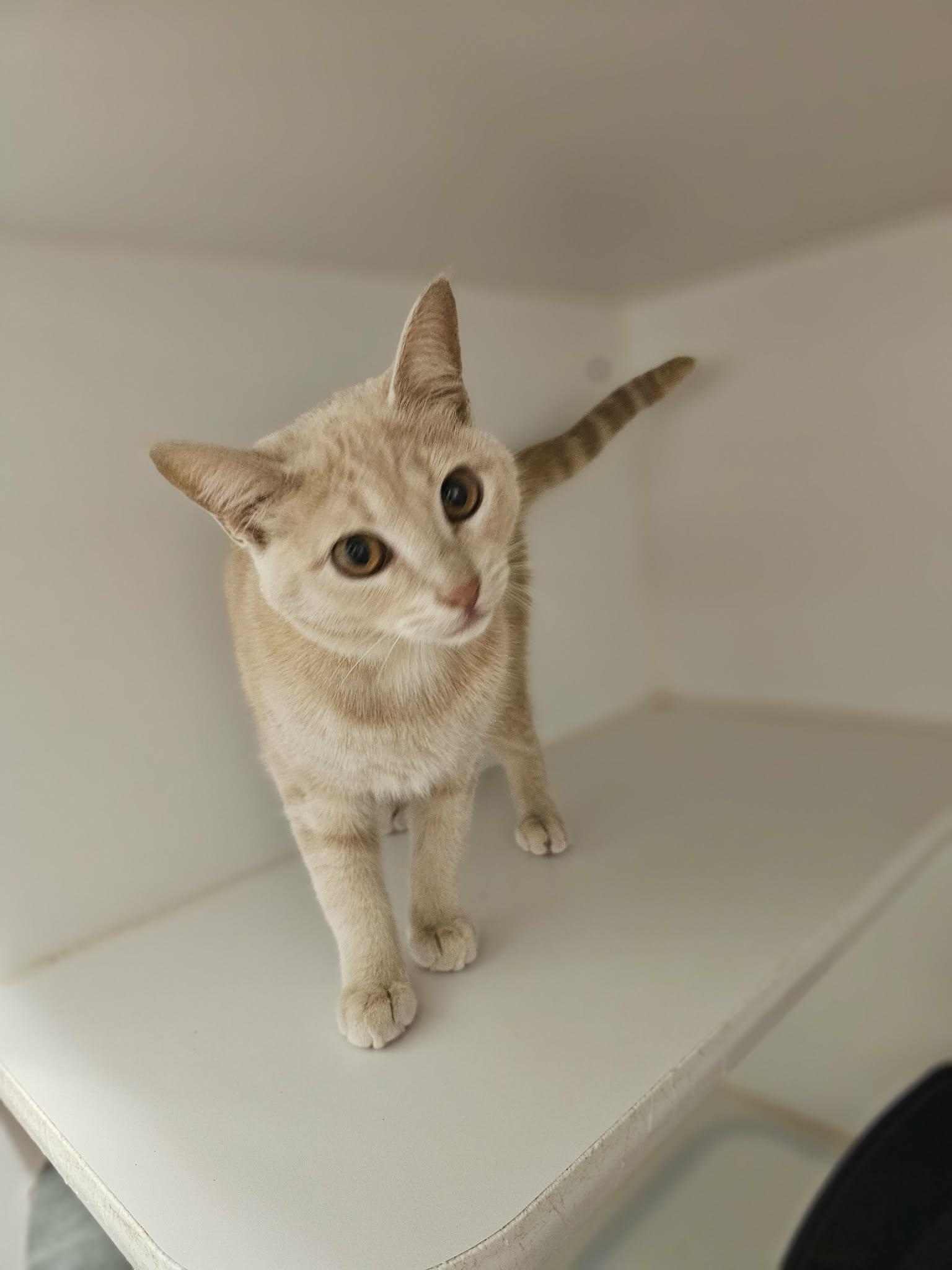 Enlarge Lovie, an adopted Domestic Short Hair in Grants Pass, OR image 2/3