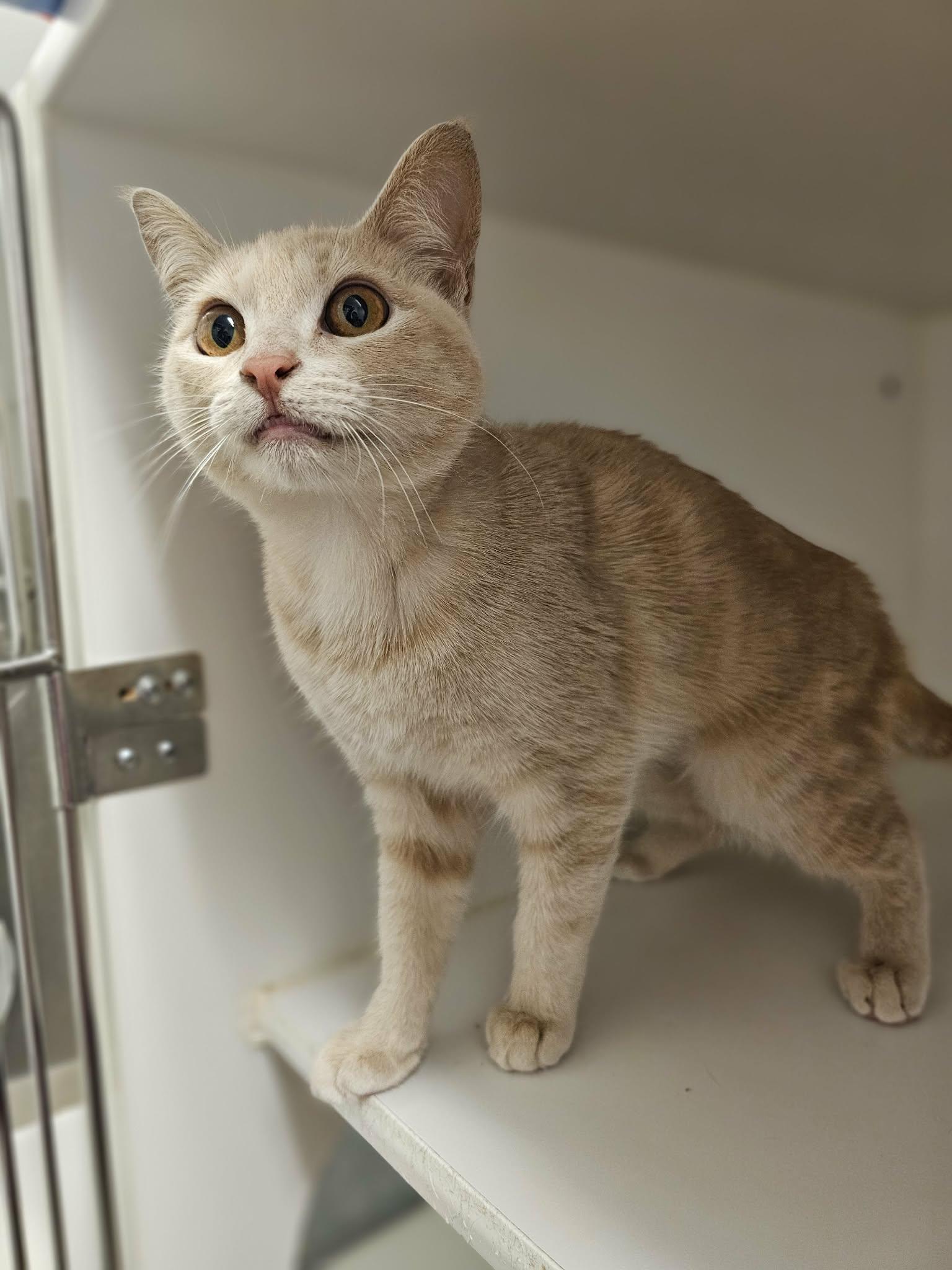 Enlarge Lovie, an adopted Domestic Short Hair in Grants Pass, OR image 3/3