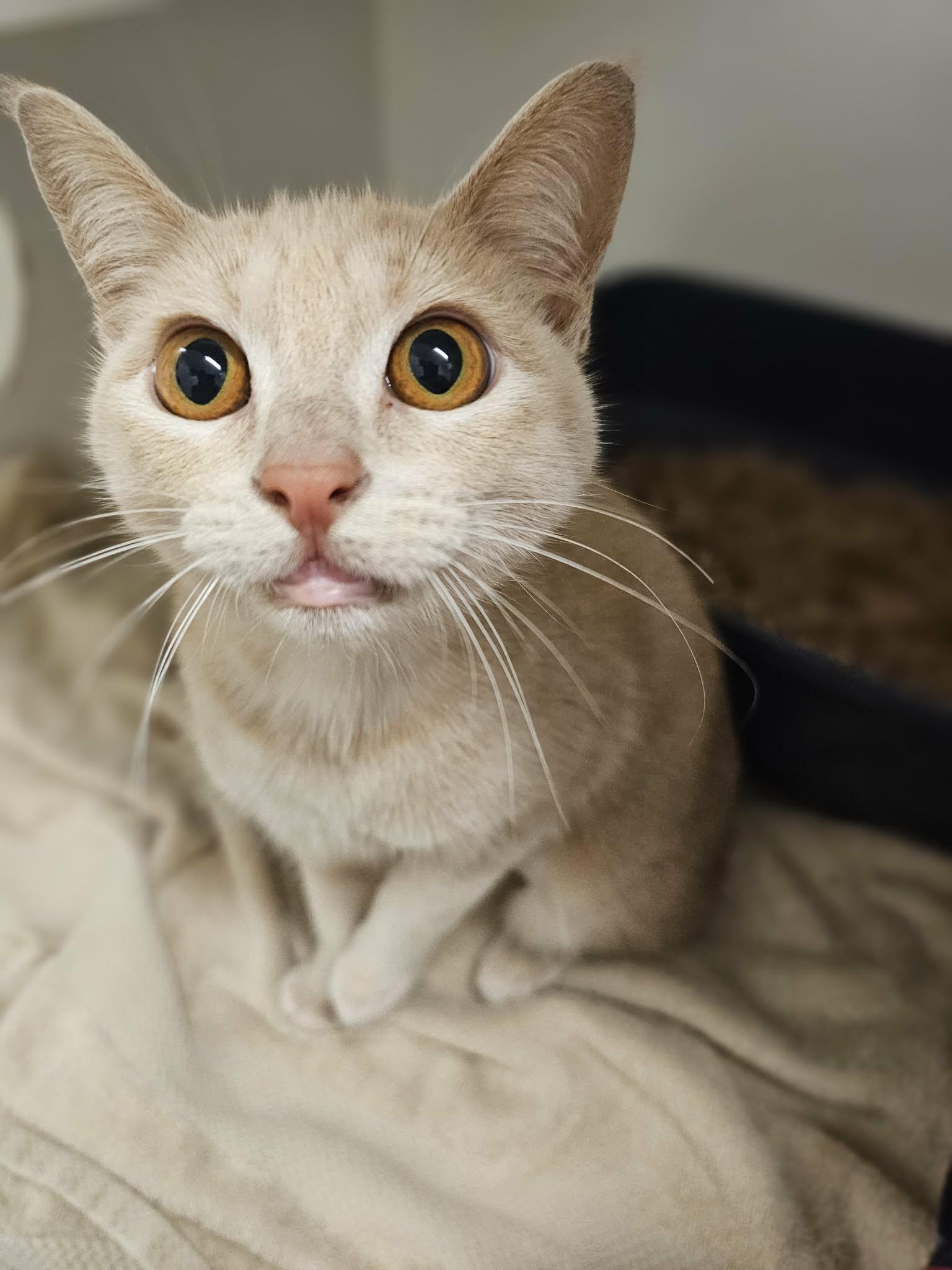 Enlarge Lovie, an adopted Domestic Short Hair in Grants Pass, OR image 1/3