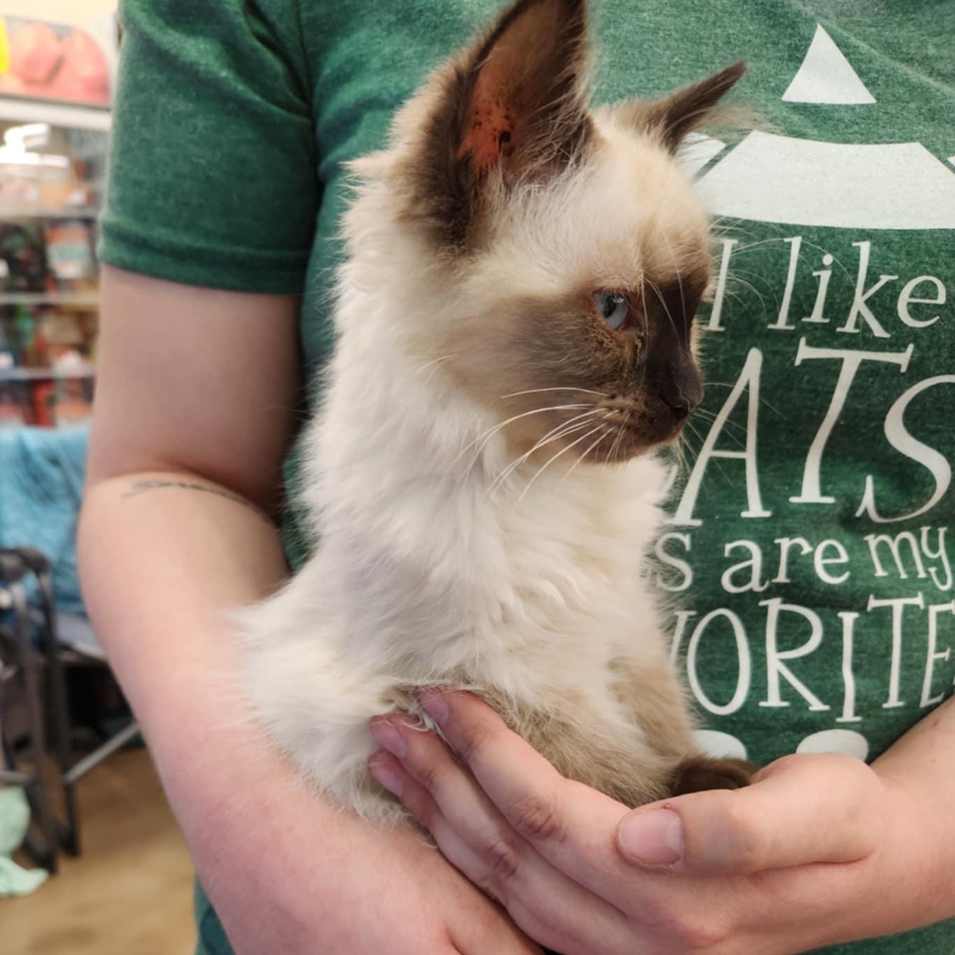 Honey, an adopted Balinese in Fairborn, OH image 1/5