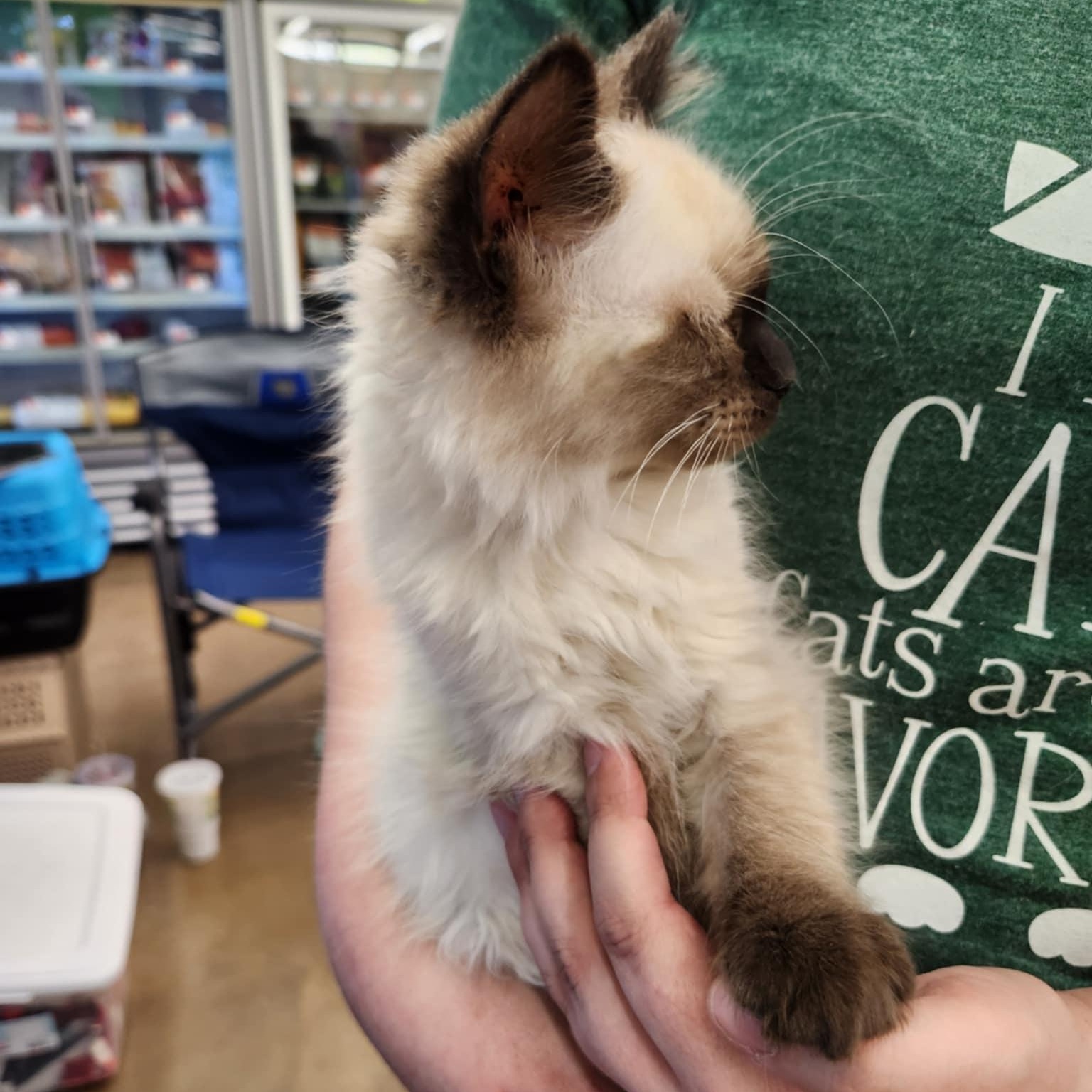 Honey, an adopted Balinese in Fairborn, OH image 2/5