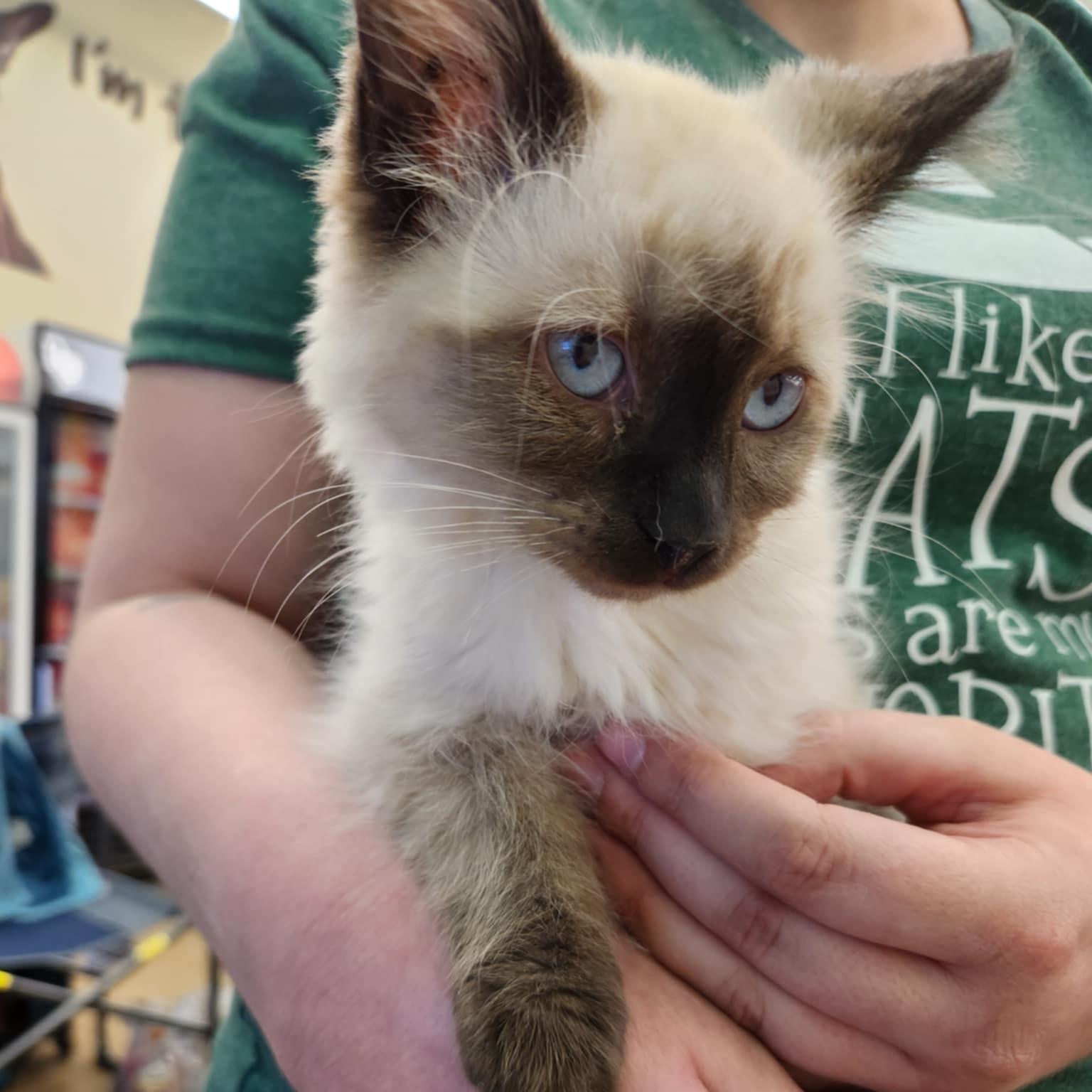 Honey, an adopted Balinese in Fairborn, OH image 3/5