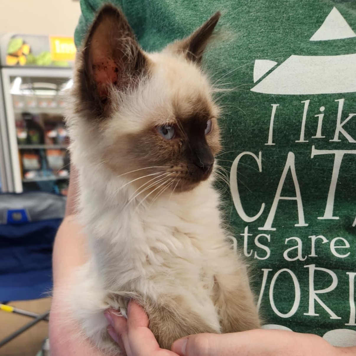 Honey, an adopted Balinese in Fairborn, OH image 4/5