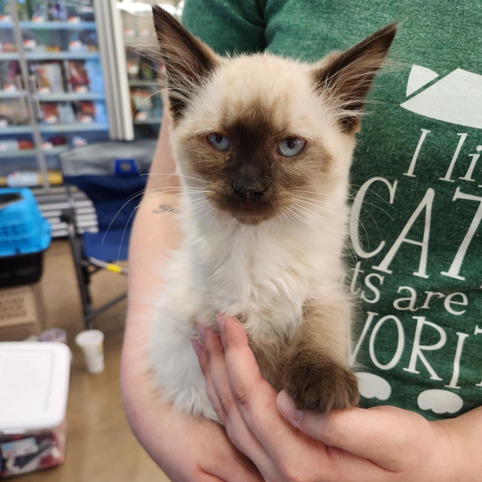 Honey, an adopted Balinese in Fairborn, OH image 5/5