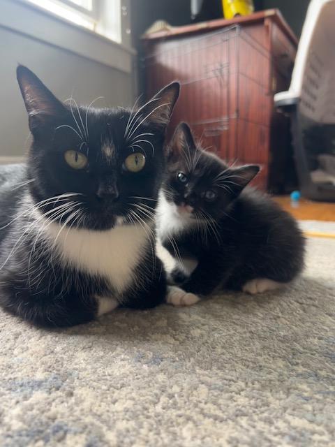 Enlarge Fe, a Adopted Domestic Short Hair in Westfield, MA image 1/1