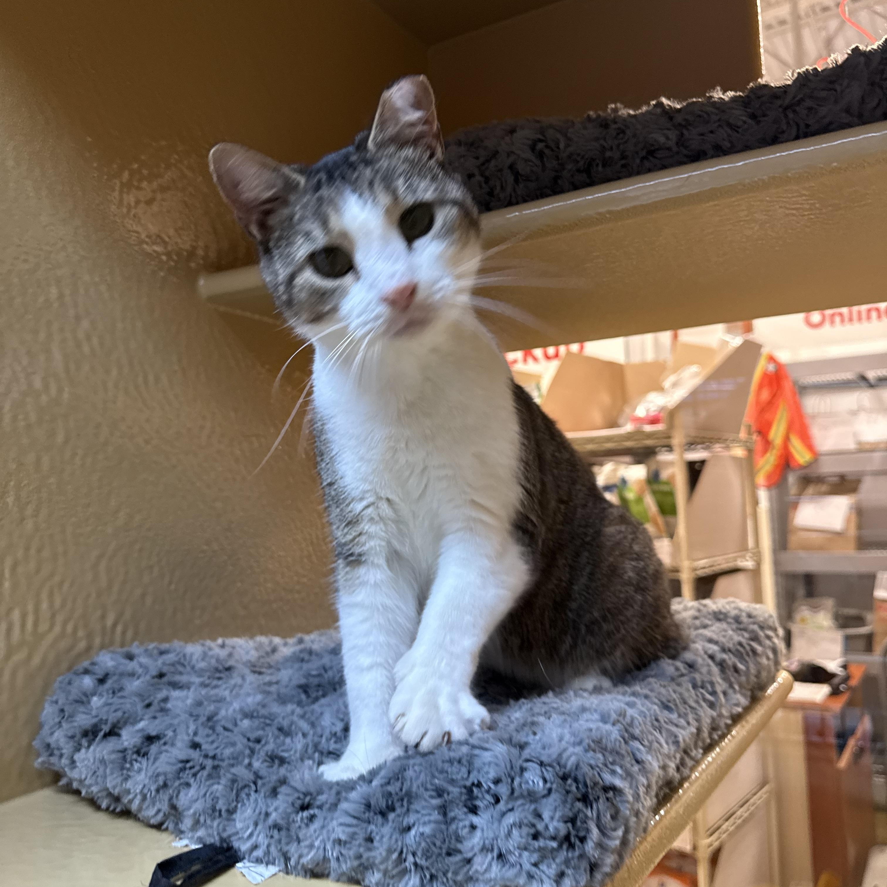 Dottie, a ADOPTABLE Domestic Short Hair in Charlotte, NC image 2/2