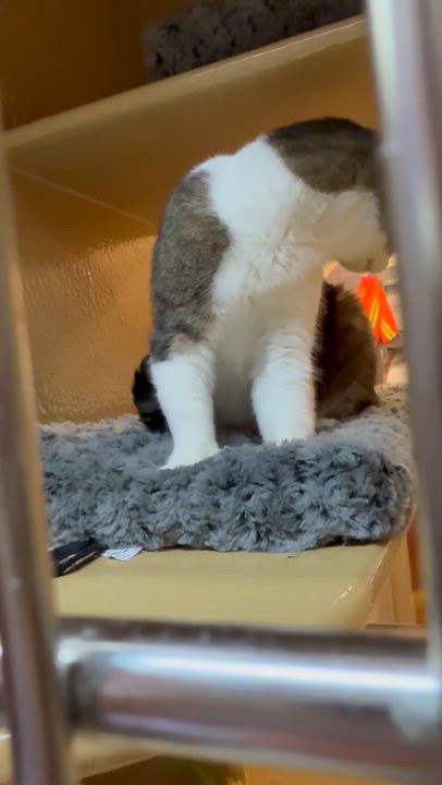 Enlarge Dottie, a ADOPTABLE Domestic Short Hair in Charlotte, NC video 1/2