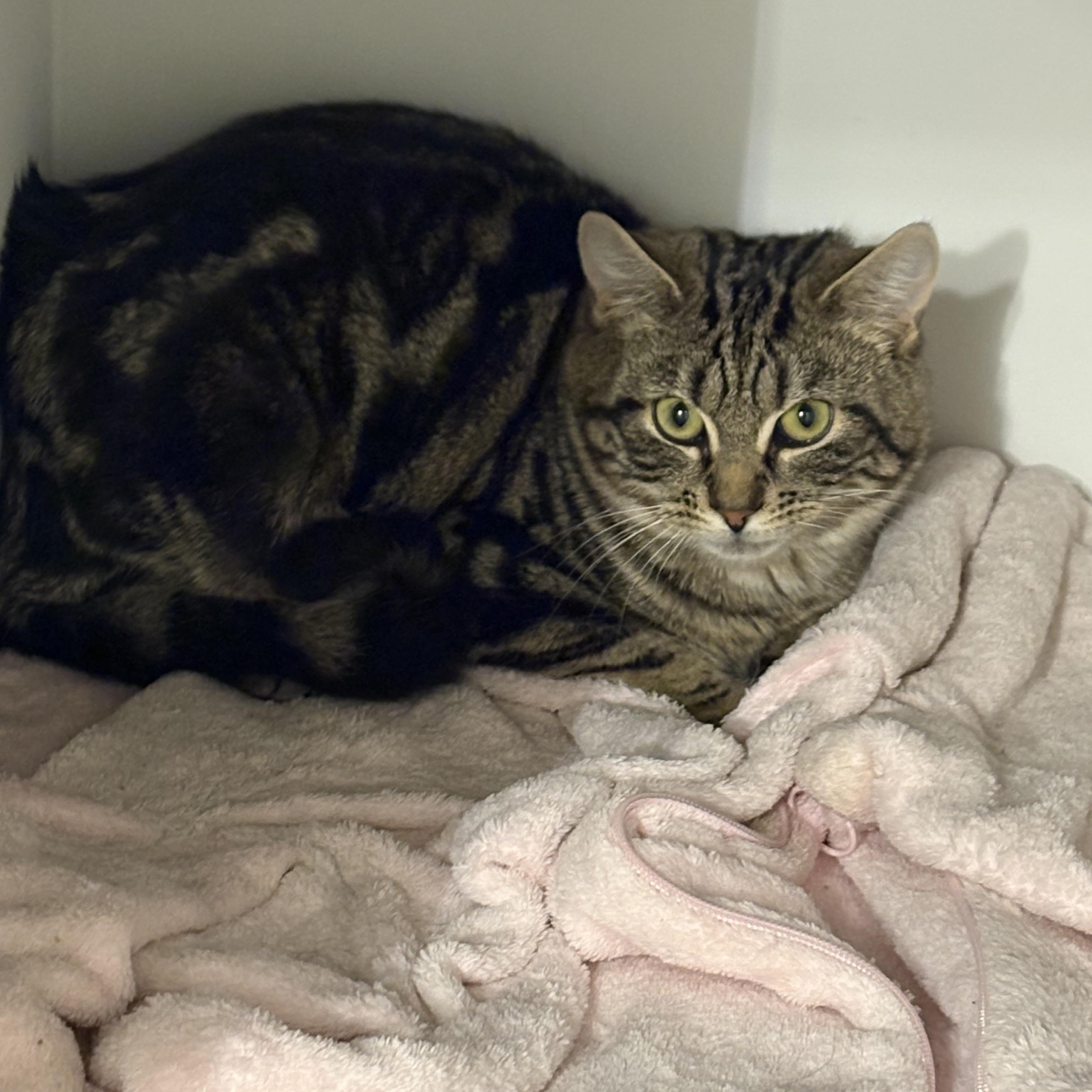 Enlarge Toffee, a ADOPTABLE Domestic Short Hair in Mount Pleasant, NC image 1/1