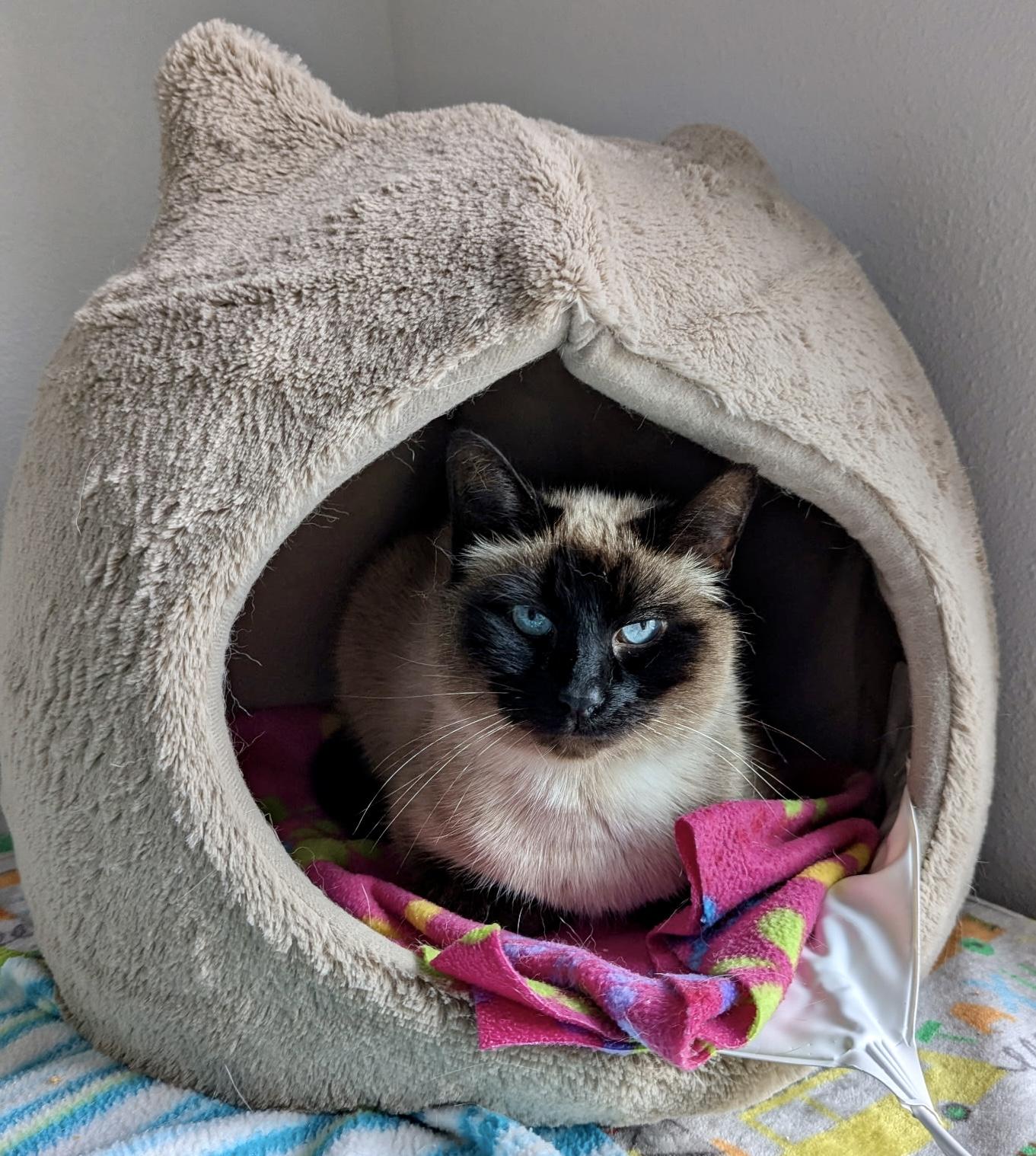Caesar, adopted, Adult Male Siamese & Domestic Short Hair.