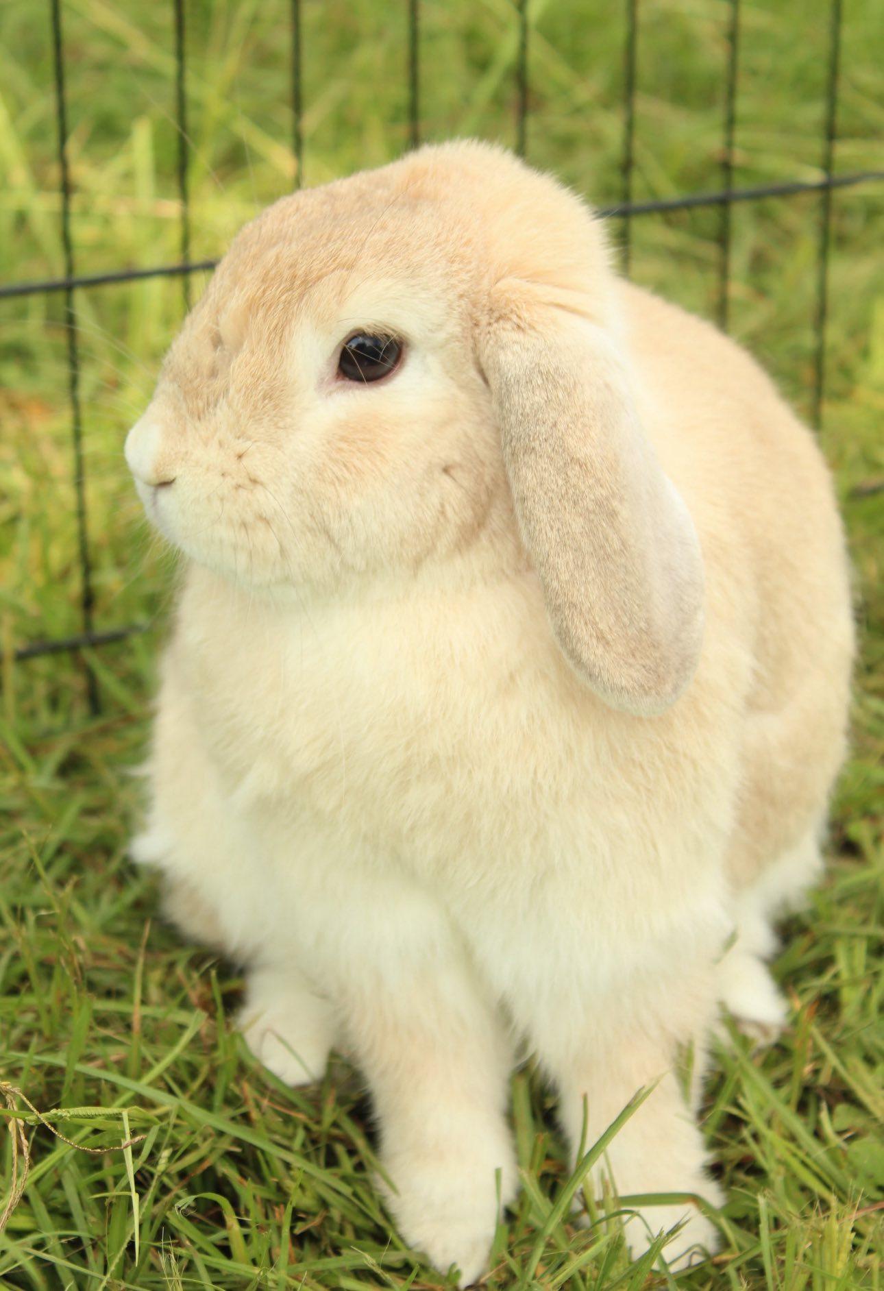 Tessa, Adoptable, Adult Female Holland Lop.