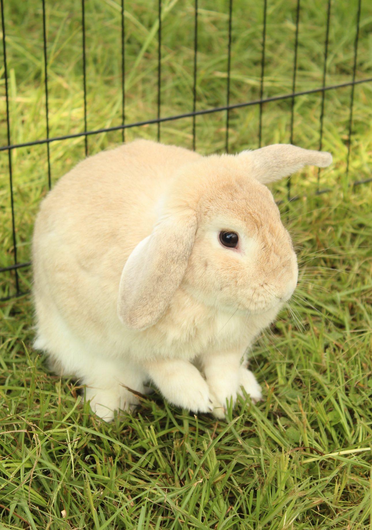 Enlarge Tessa, a Adoptable Holland Lop in Bishopville, SC image 2/3