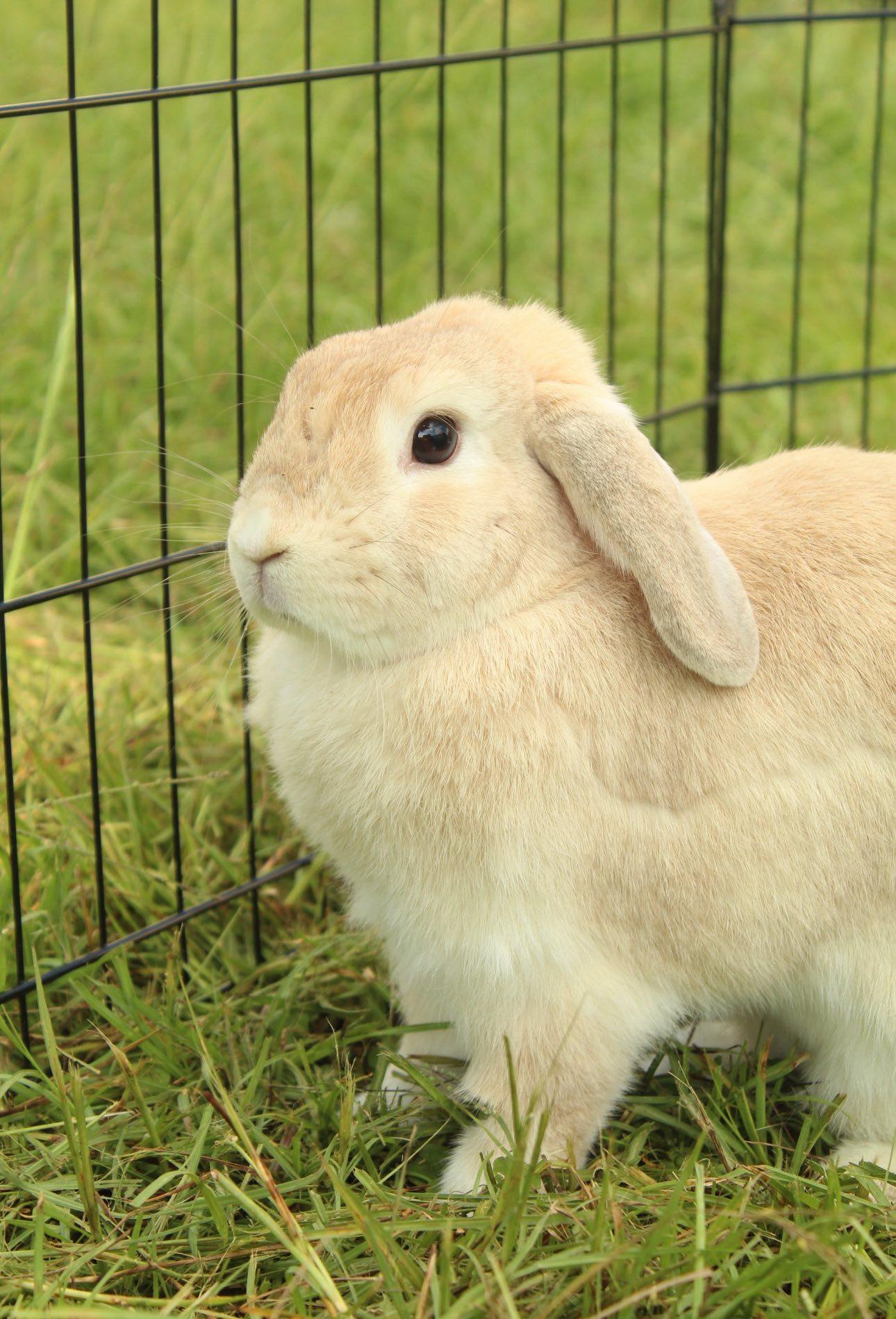Enlarge Tessa, a Adoptable Holland Lop in Bishopville, SC image 3/3