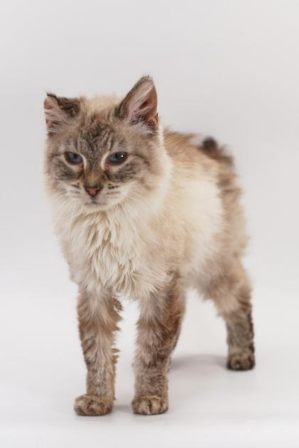 Angelica — thumbnail 2