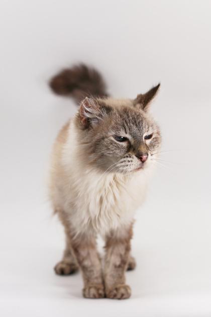 Angelica — thumbnail 3