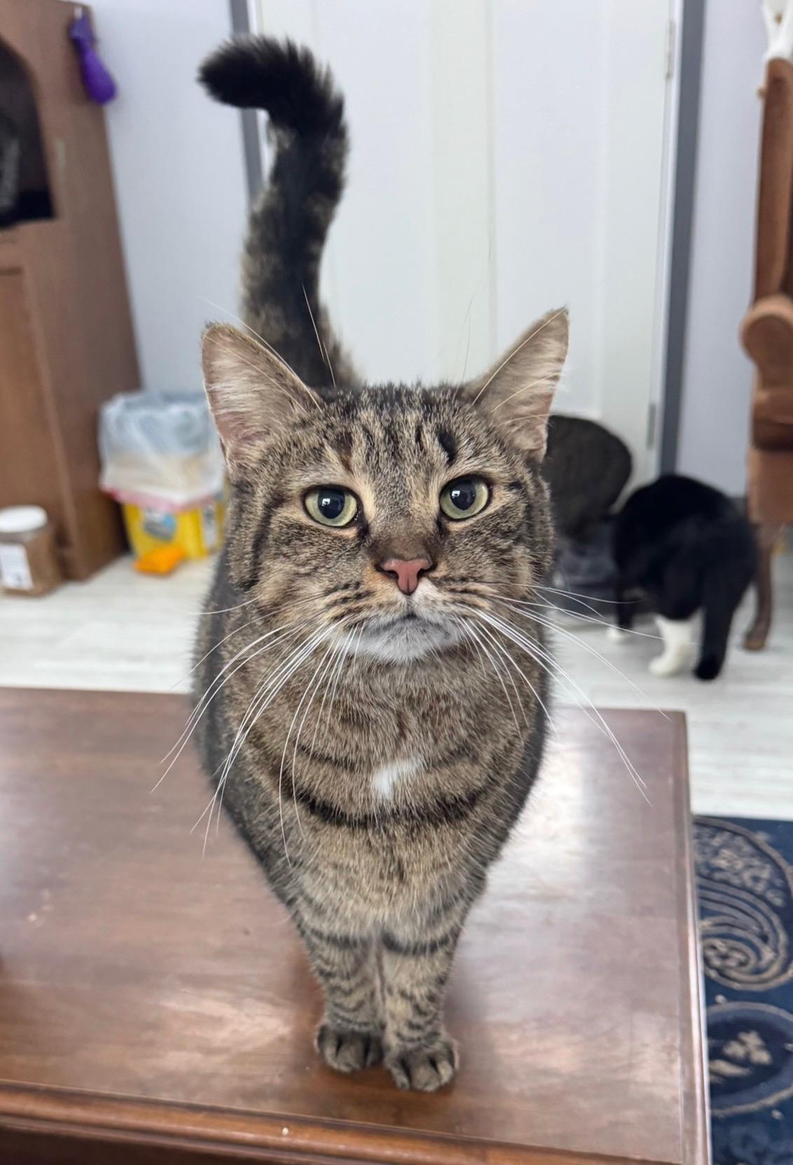 Junior, Adoptable, Adult Female Tiger & Domestic Short Hair.