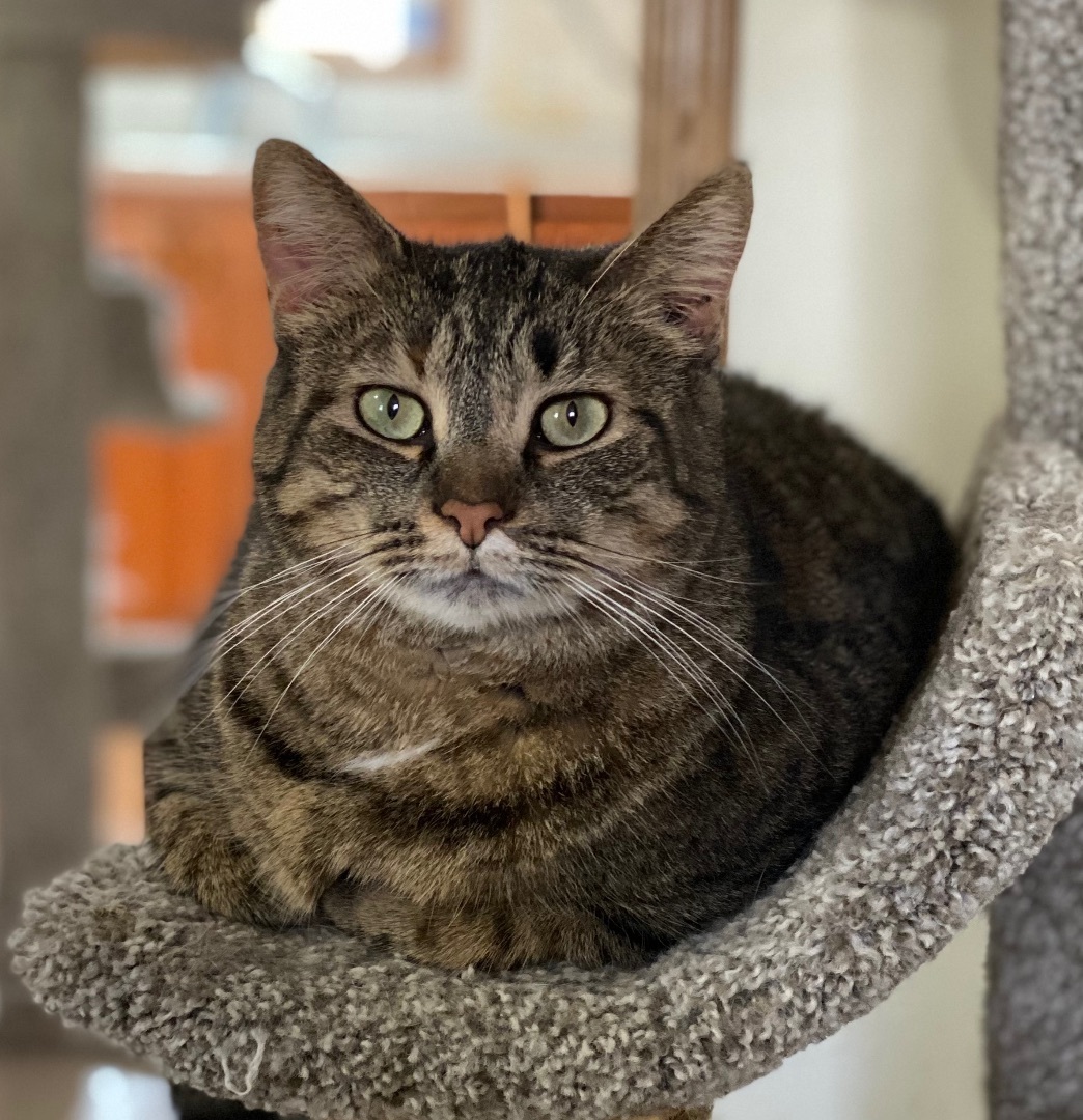 Junior, Adoptable, Adult Female Tiger & Domestic Short Hair.