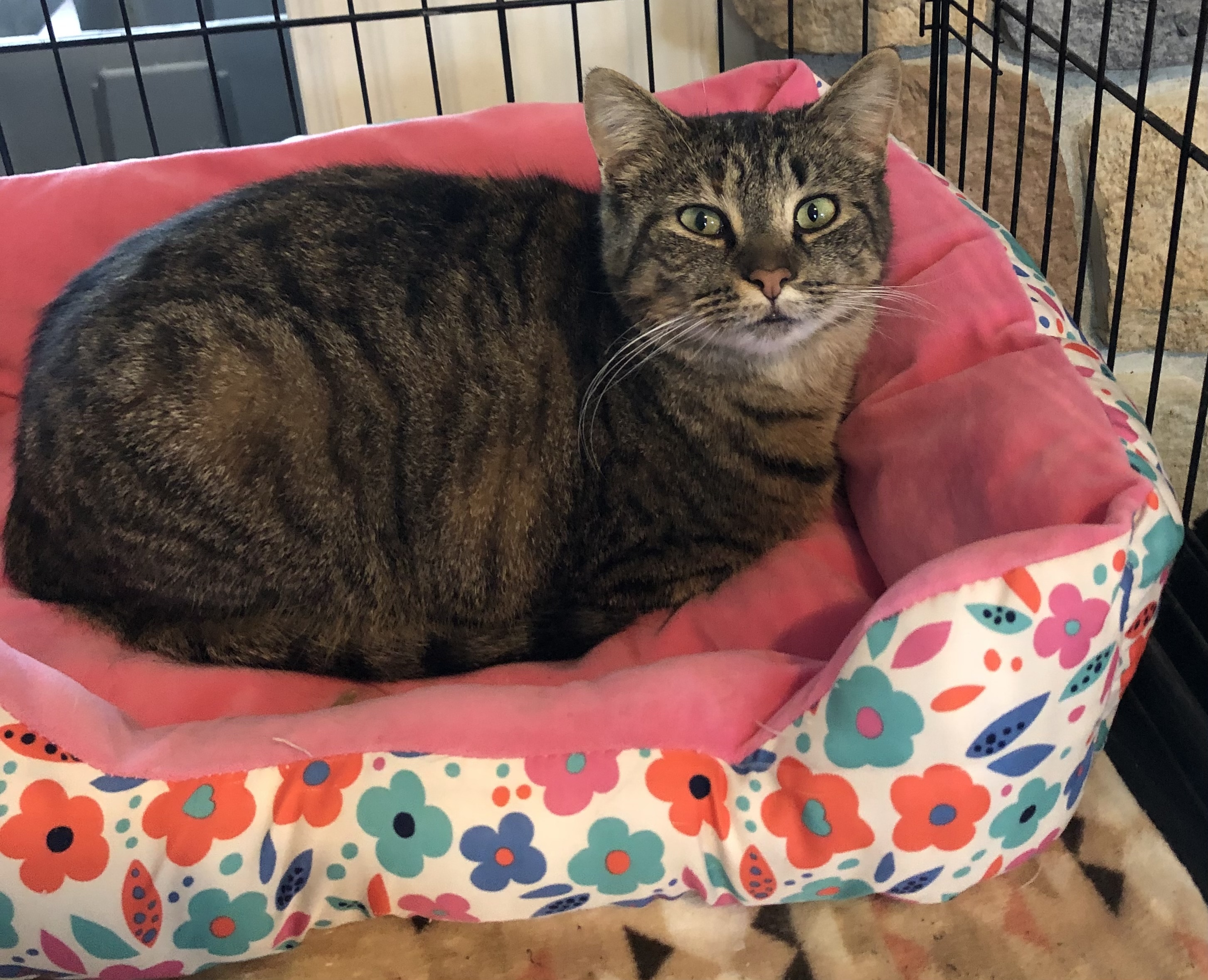 Junior, a Adoptable mixed breed in Goshen, IN image 4/6